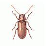 hmyz 03a